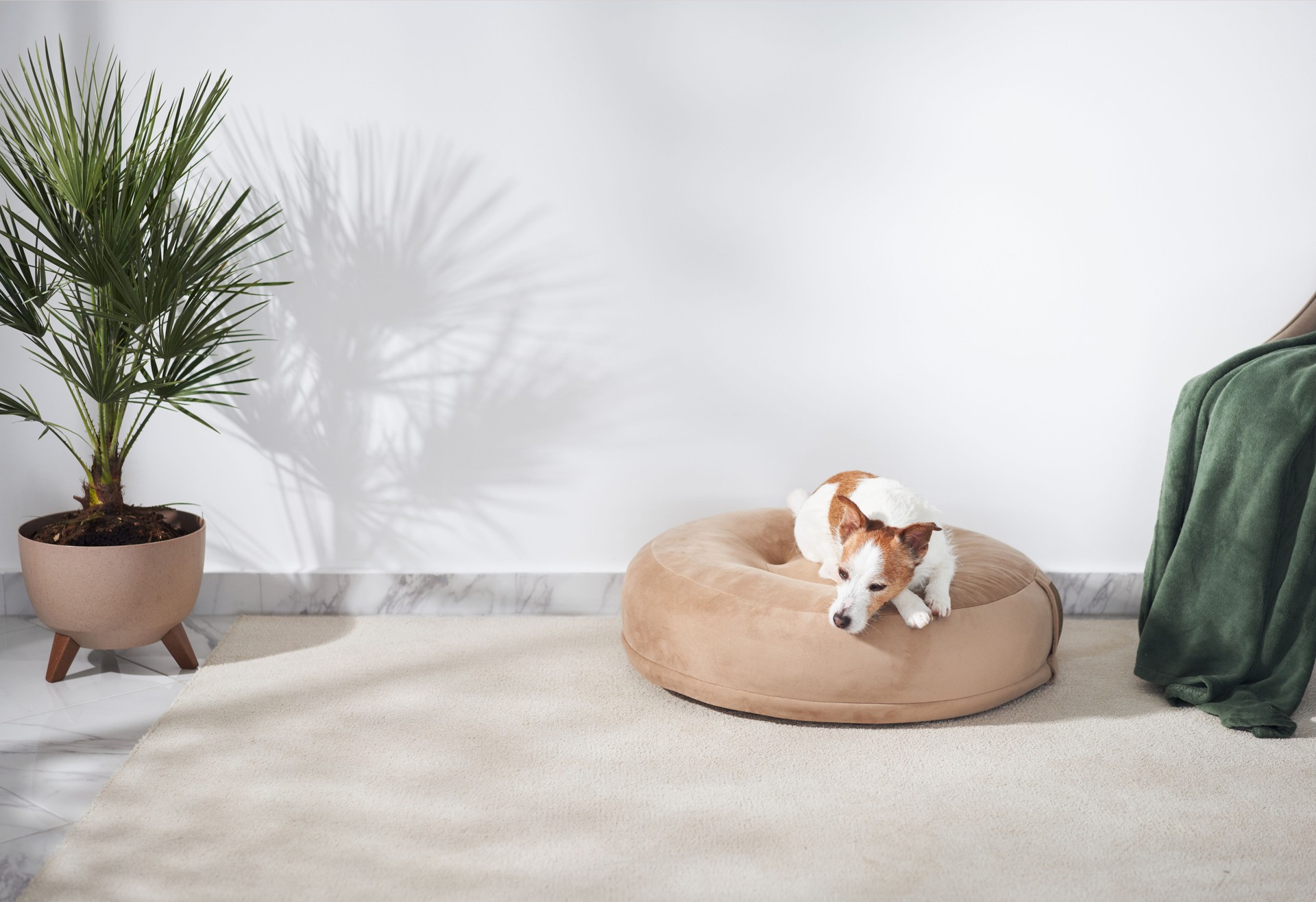 Nova Scotia Duck Tolling Retriever on dog bed