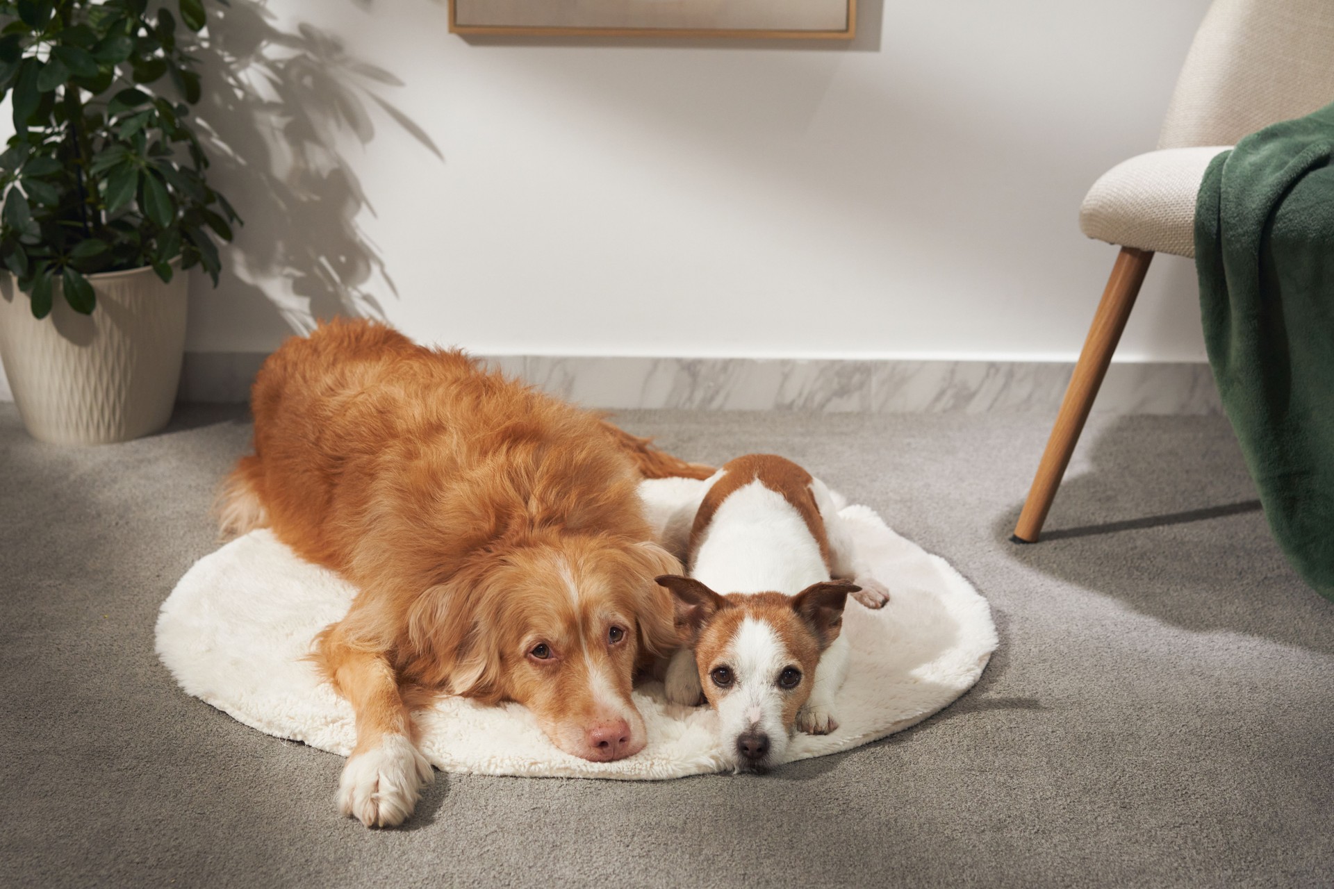 Two dogs relaxing in sunlight on rug